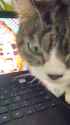 smart cat_thumb.jpg