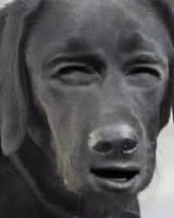 wtf