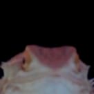 specemote