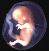fetus-02602020