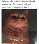cat poop humans