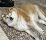 1651947733917