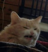 catew