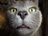 funny-cat-pictures-009-045-3454054146