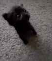 cat-kiss_thumb.jpg