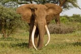 elephant-big-tusks