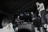 swans