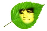 bieber leaf