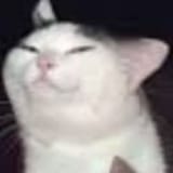 smugcat