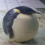 1733870430832629