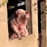 1697244493717932