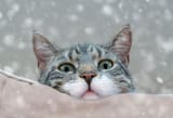 2022-cute-cat-moments