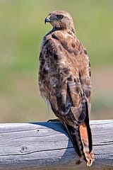Red-tailed_Hawk