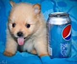 pepsi dawg