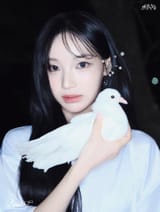 woni white pigeon