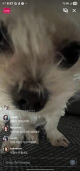 chaewon puppy really