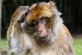 barbary-macaque-g99de4ccd6_1920