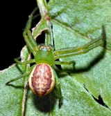 Diaea_dorsata_-_top_(aka)