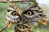 owlbutterfly
