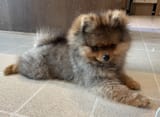 Pom