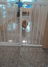 Pom Walks