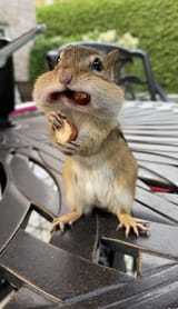 greedy-little-chipmunk-stuffed-face-nuts-save-550nw-11700484a
