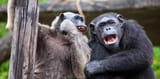 laffinchimps