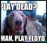 HippieDog