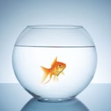 goldfish-bowl-shutterstock_289962389-scaled