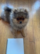 POM