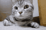 sniffing-cat