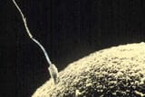 sperm-egg