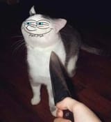 kot