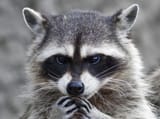 racoon