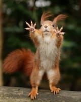 nut