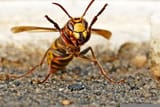 aggressive-wasp