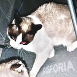 Disforia portada
