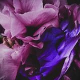 velvet dawn