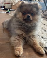 Pom Listening all star