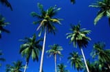 palms