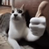 cathumbsup3