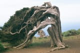 Juniper