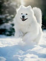 samoyed-running-snow-300286465jpg-42266f129fd642a2adb3aa1ba2ef7a61