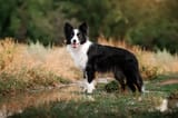 border-collie-768x509