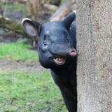 tapir