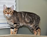 Manx-cat