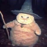 wizard cat