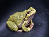 frog-2_ver_1[1]