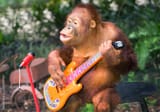 Oranguitar