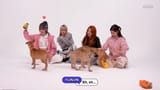 doggos5
